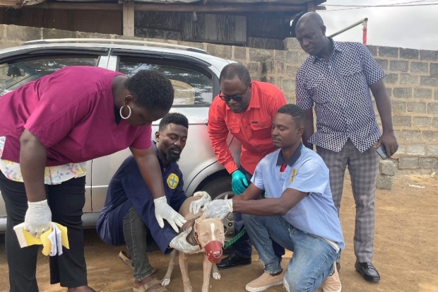 Image of a muzzled dog surrounded by people receiving an injection