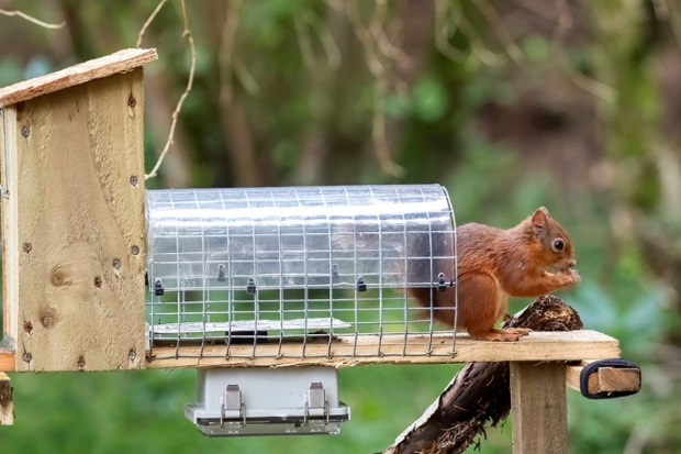 Image of a red squirrel sitting on a plank of wood attached to a clear tunnel and wooden box