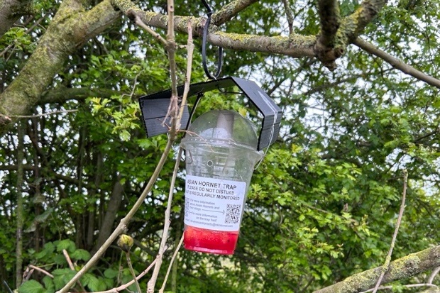 A plastic container suspended from a tree branch with a label indicating it is an Asian hornet trap