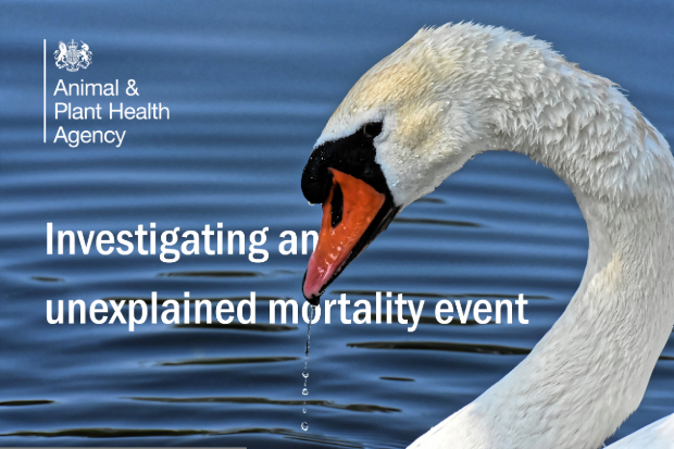 Image of a swan on water with the title, "Investigating an unexplained mortality event." The APHA logo also shows.