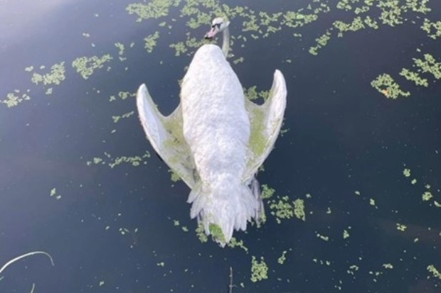 Image of a swan floating on water on its back, wings outstretched with it's beak just above the water.