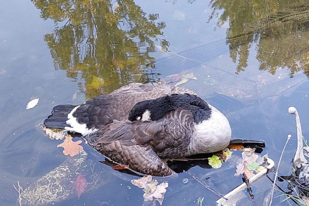 Image of a Canada goose with it's head tucked under a wing, floationg on water