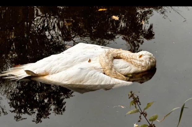 Image of a swan floating on water with its head submerged.