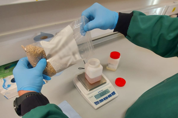 Image of gloved hands pouring out a pale, grain-like substance from a clear plastic bag into a plastic bottle standing on some digital scales.