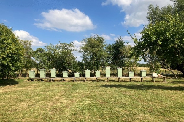 Row of beehives in a field