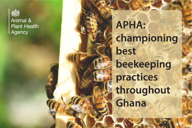 Image of honey bees behind the title, "APHA: championing best beekeeping practices throughout Ghana."