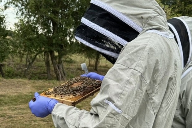 Person dressed in a protective beekeeping suit inspecting part of a bee hive.