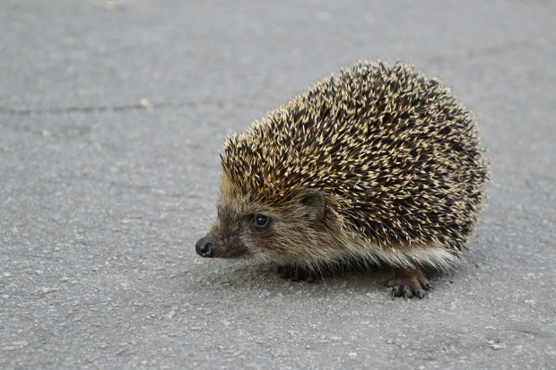 A hedgehog is walking along a paved path