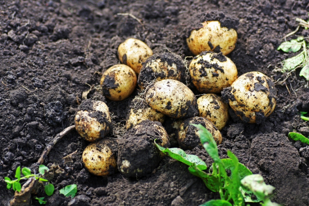 Harvest of potatoes laying on soil.