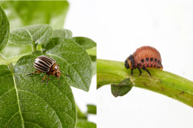 Split image - a striped beetle on a leaf and an orange beetle larvae on a plant stalk.