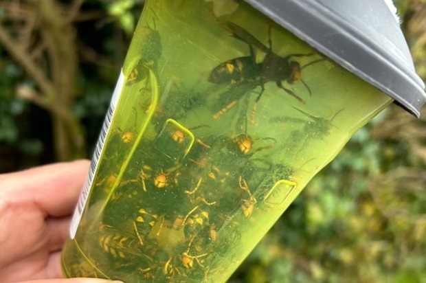 A pot containing many yellow and black winged insects.