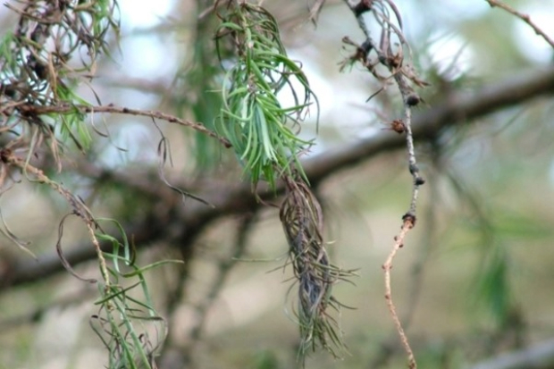 Image of some spiney leaves of a tree