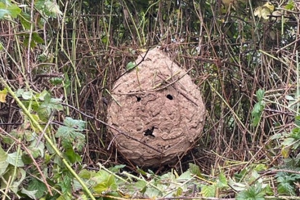 Large brown spherical object sitting in a bramble hedge.