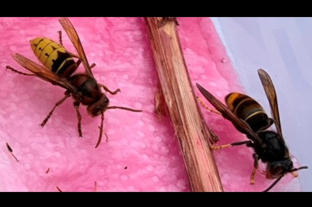 A close-up of two winged insects on a pink cloth, with a stick nearby, highlighting their detailed bodies and the soft fabric texture.