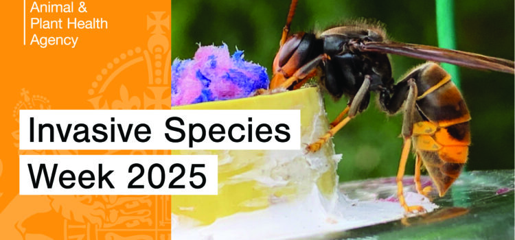 Image of a orange and black winged insect with yellow legs with the text, "Invasive Species Week 2025" and the APHA logo.