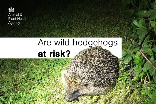 A wild hedgehog foraging in grass with the text, "Are wild hedgehogs at risk?" and the APHA logo.