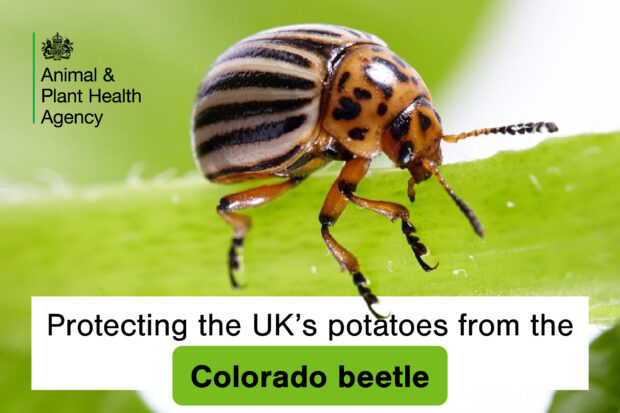 Image of a striped beetle sitting on a plant with the title, "Protecting the UK's potatoes from the Colorado beetle" and the APHA logo.