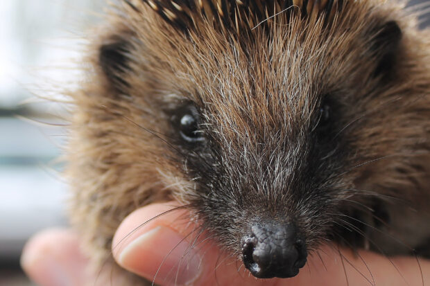A close-up of a person holding a hedgehog