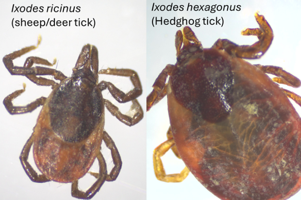 Image of two ticks side by side. The image to the left contains the text, "Ixodes ricinus (sheep/deer tick)" and the image to the right contains the text, "Ixodes hexagonus (Hedgehog tick)".