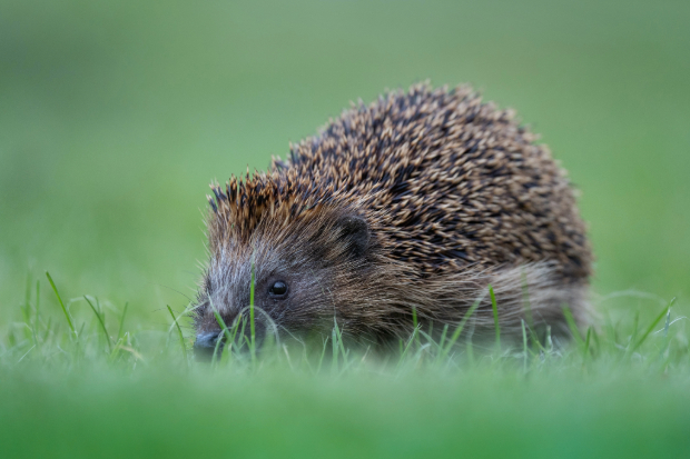 Photo of a hedgehog on grass