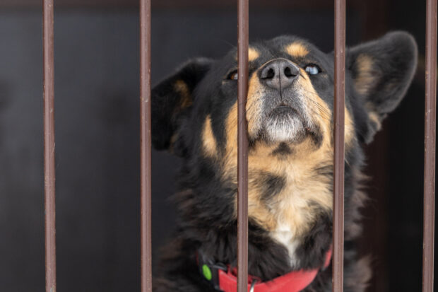 Image of a black and tan dog, wearing a red collar poking its nose through some bars.