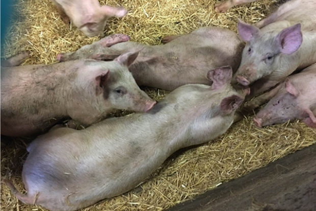 Image of several pigs laying on straw.