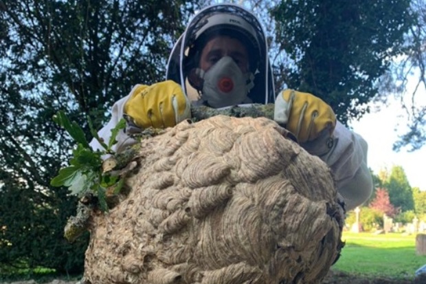 Male wearing protective clothing, including a helmet and breathing equipment, holding a very large hornet nest