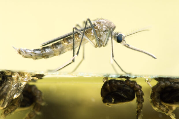 A close up shot of the common pest mosquito, Aedes vexans, resting on the water it just emerged from.  Below the water surface are several pupae waiting to emerge.