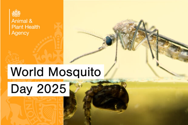 World Mosquito Day 2025 graphic containing an image of a mosquito standing on the surface of water, the APHA logo and the title, "World Mosquito Day 2025".