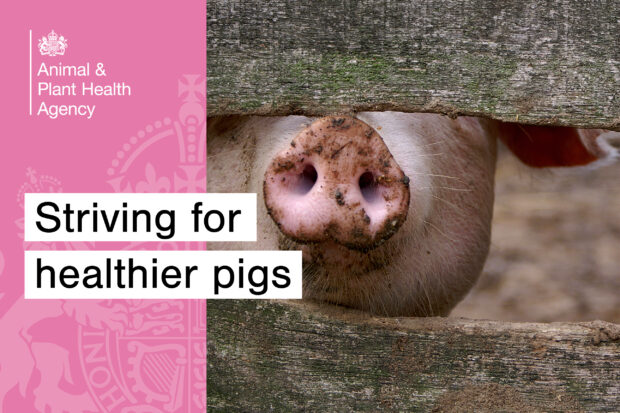 A pigs snout visible between two fence panels with the text, "Striving for healthier pigs" across the front. The APHA logo also appears.