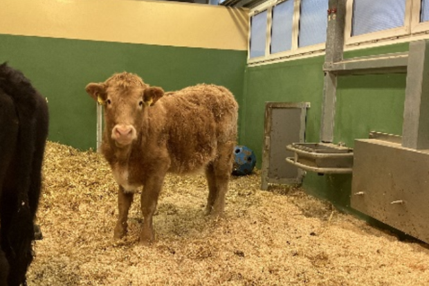 Image of a young brown cow standing in a barn looking at the camera. 
