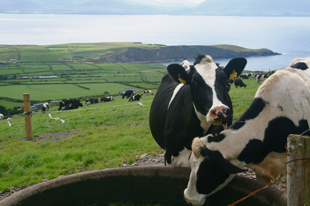 Cows in a clifftop field.
