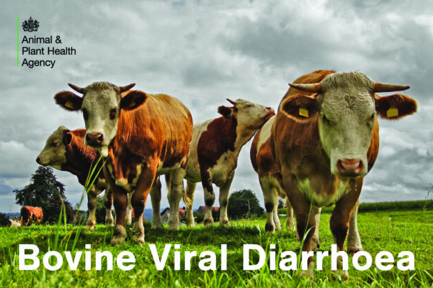 Image of small heard of cows walking towards camera with the text, "Bovine Viral Diarrhoea" across the top of the photo. The APHA logo also shows.
