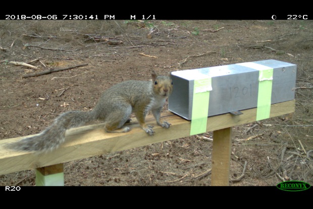 Grey squirrel on a wooden beam with a square metal tube fixed on the beam next to the squirrel.