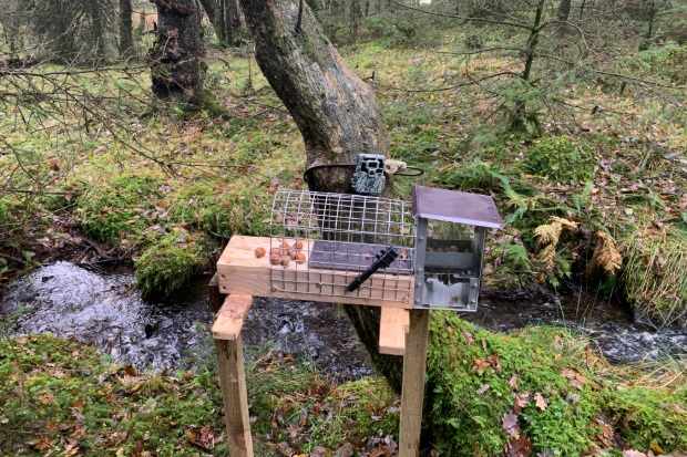 Wooden platform in a woodland setting with wire netting in the shape of a tunnel sitting on the top and a metal box at one end. 