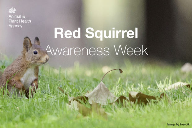 Red squirrel standing on grass with the text, "Red Squirrel Awareness Week" next to it. The APHA logo also shows.