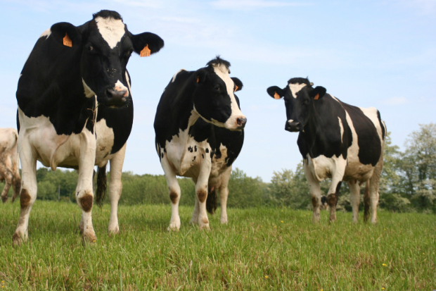 Image of three cows in a field