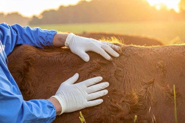 Image of two cloved hands places on the back of a brown cow.
