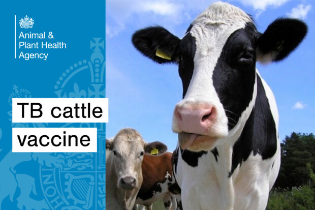 Image of a large cow facing the camera with a second cow also facing the camera behind. The text, "TB cattle vaccine" appears, as does the APHA logo.