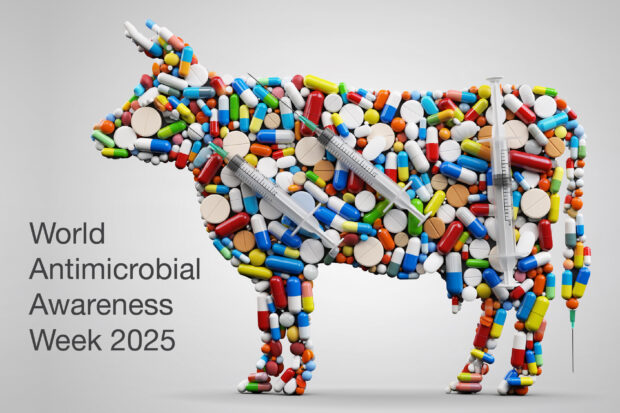 Silhouette of a cow made of tablets and syringes. The title, "World Antimicrobial Awareness Week 2025" is displayed next to the cow.