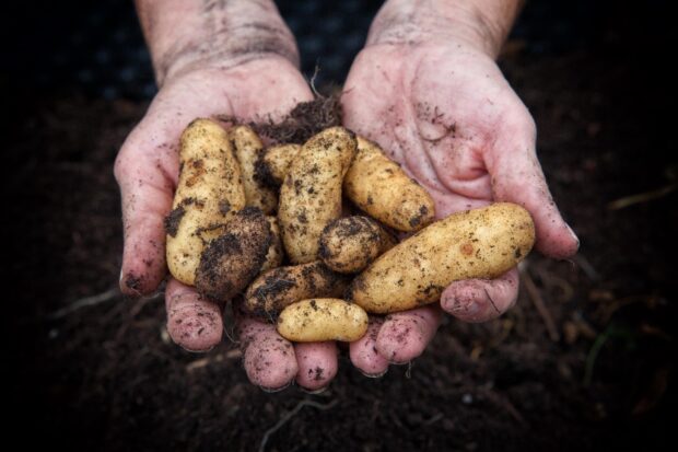 Hands holding freshly harvested potatoes, still covered in soil