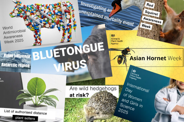 Collage of images from previous blogs