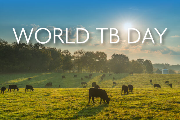 Field of cows with the title, "World TB Day"