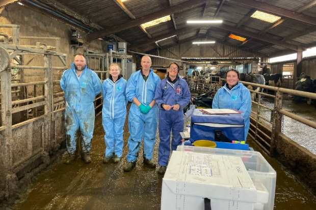 Image of five individuals, wearing blue PPE, in a barn with cows in the background