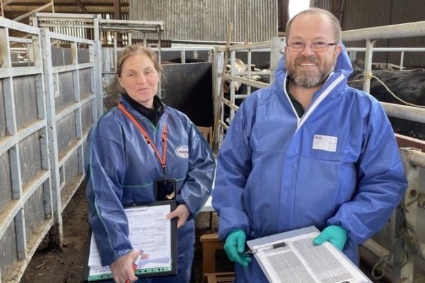 A male and female wearing blue protective clothing, standing in a barn with cows.