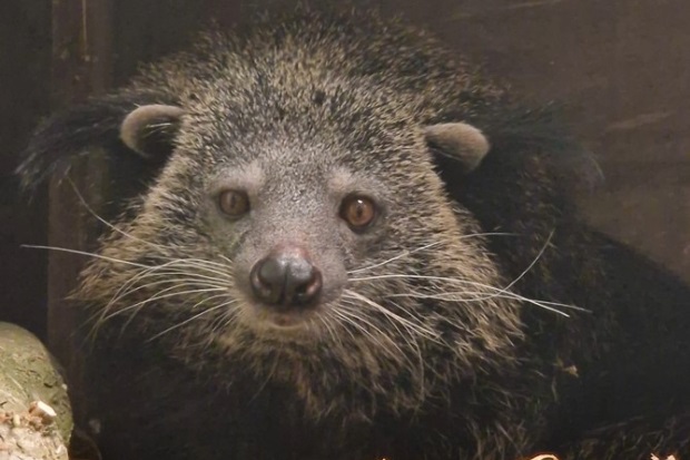 Small brown animal - a binturong