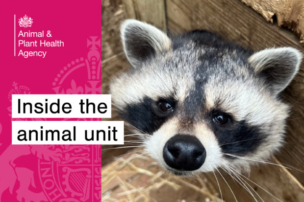 Image of a raccoon alongside the text, "Inside the animal unit". The APHA logo also appears.