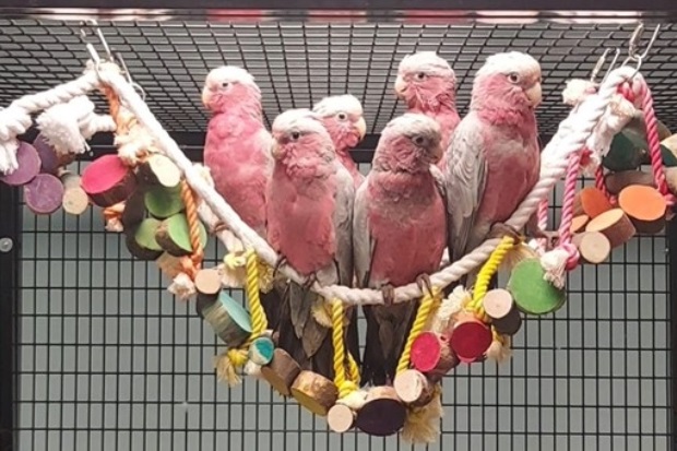 Image of six pink coloured birds perching on a rope bridge in a larger cage.