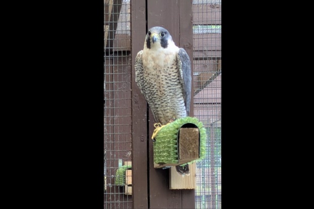 A large grey and white bird of prey perching in a large enclosure