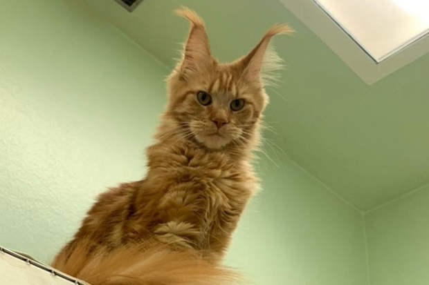Very large ginger cat as viewed from below